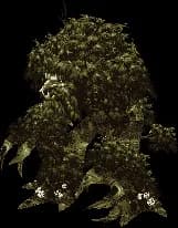 Ancient Oak