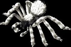 Arctic Arachnid