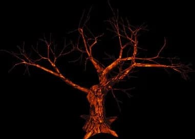 Burning Ash Tree