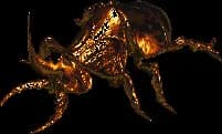 Colossal Blazing Beetle