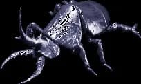 Rhinocerus Beetle