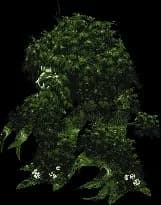 Wildwood Guardian