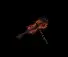 hauntedviolin.gif