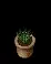 BIi0DZL.gif