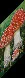 amanita