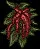 Amaranthus