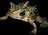 amphibiancolossalpoisondartfrog