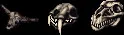animalskulls