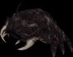antlion