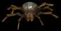 arachnidgiantspider