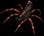 arachnidswampspider