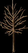 AshTree