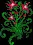 AstralBlossom