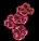 BloodleafCoral