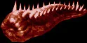 bloodworm