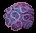 BrainCoral