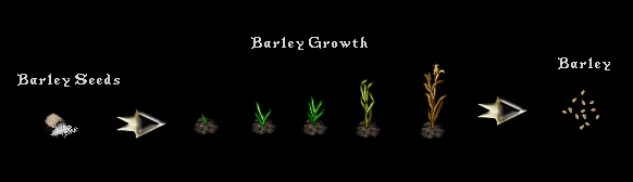 brewingbarleygrowth
