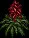 Bromeliad