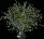 Bulbweed