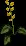 Buttercup