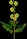Buttercup2