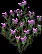 Campion