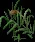 Cattails3