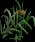 Cattails4