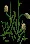 Cattails5