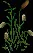Cattails6