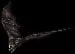 cavebat
