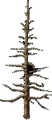 CedarSapling