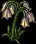 ChandelierTulip1