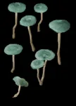 clusterhemlock