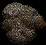 CobblestoneCoral
