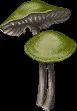 colossalboletusmushroom