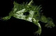colossalfrog