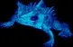 colossalpoisondartfrog