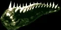 colossalswampslug
