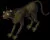 cougar