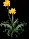 Daffodil