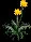 Daffodil2