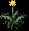 Daffodil3