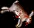 deadbunny
