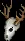 deerskull