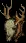 deerskulltrophy