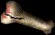 dragonbone