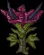 DragonFlower