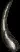 dragontooth