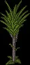 DragonTree